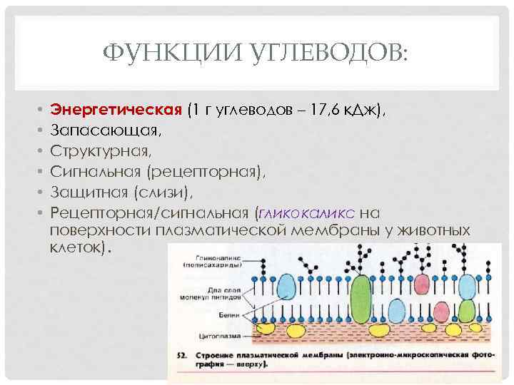 ФУНКЦИИ УГЛЕВОДОВ: • • • Энергетическая (1 г углеводов – 17, 6 к. Дж),