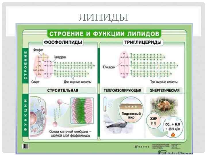ЛИПИДЫ 