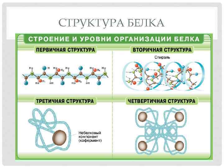 СТРУКТУРА БЕЛКА 