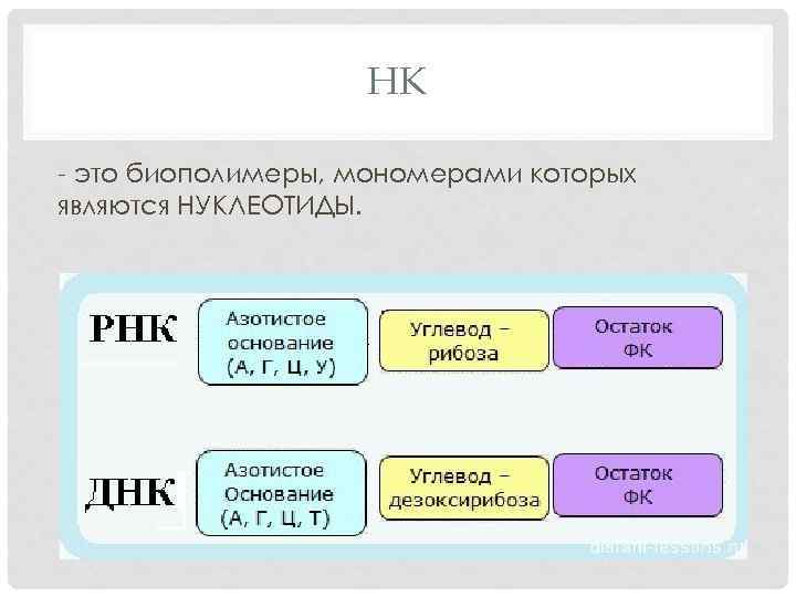 НК - это биополимеры, мономерами которых являются НУКЛЕОТИДЫ. 