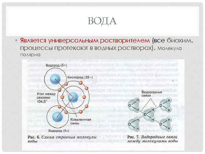 ВОДА • Является универсальным растворителем (все биохим. процессы протекают в водных растворах). Молекула полярна