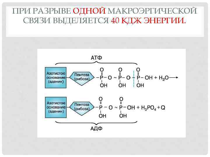 ПРИ РАЗРЫВЕ ОДНОЙ МАКРОЭРГИЧЕСКОЙ СВЯЗИ ВЫДЕЛЯЕТСЯ 40 КДЖ ЭНЕРГИИ. 