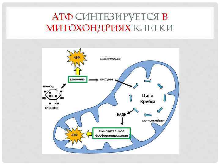 АТФ СИНТЕЗИРУЕТСЯ В МИТОХОНДРИЯХ КЛЕТКИ 