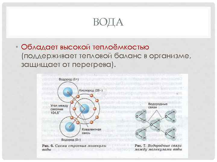 ВОДА • Обладает высокой теплоёмкостью (поддерживает тепловой баланс в организме, защищает от перегрева). 