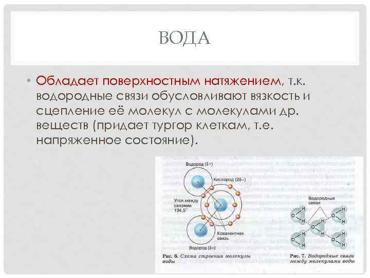 ВОДА • Обладает поверхностным натяжением, т. к. водородные связи обусловливают вязкость и сцепление её