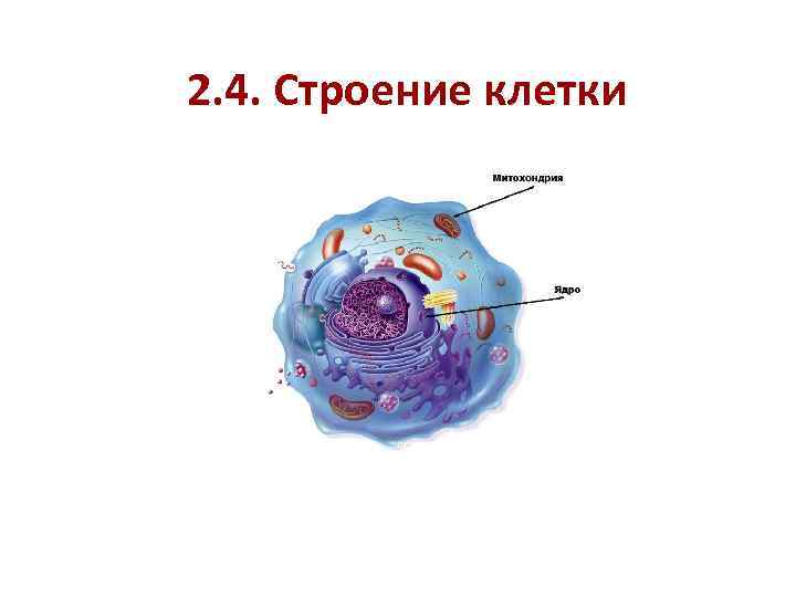 2. 4. Строение клетки 