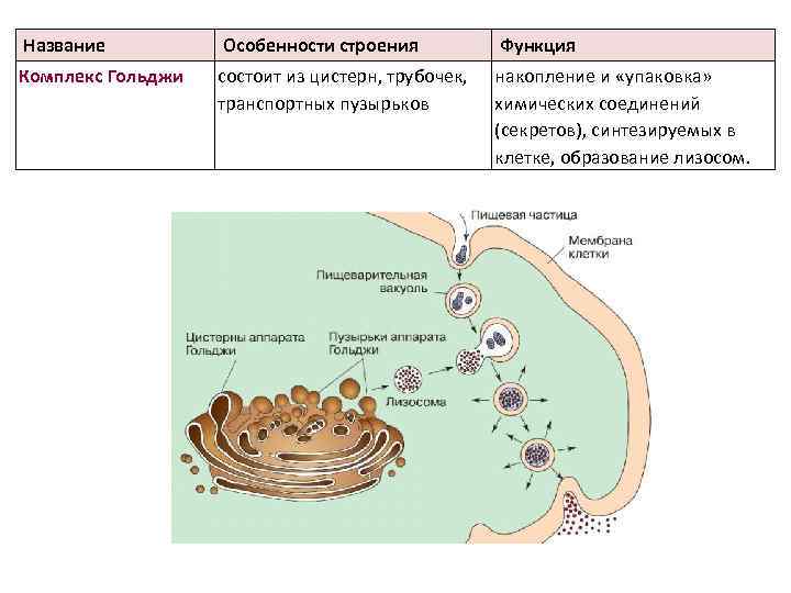 Название Особенности строения Функция Комплекс Гольджи состоит из цистерн, трубочек, транспортных пузырьков накопление и