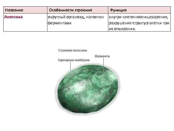 Название Особенности строения Функция Лизосома округлый органоид, наполнен ферментами внутри клеточноепищеварение, разрушение структур клетки