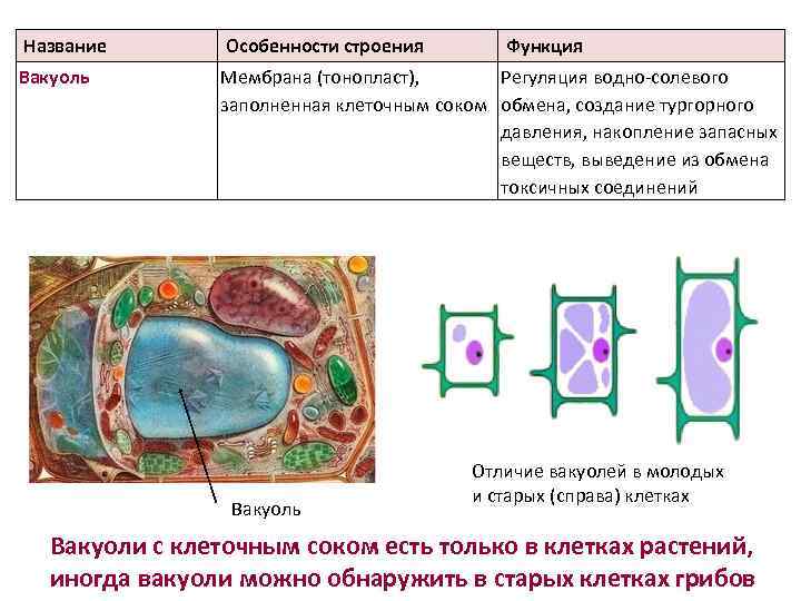 Название Особенности строения Вакуоль Мембрана (тонопласт), Регуляция водно солевого заполненная клеточным соком обмена, создание