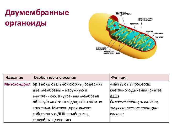 Какой цифрой на рисунке показан органоид содержащий крупные крахмальные зерна