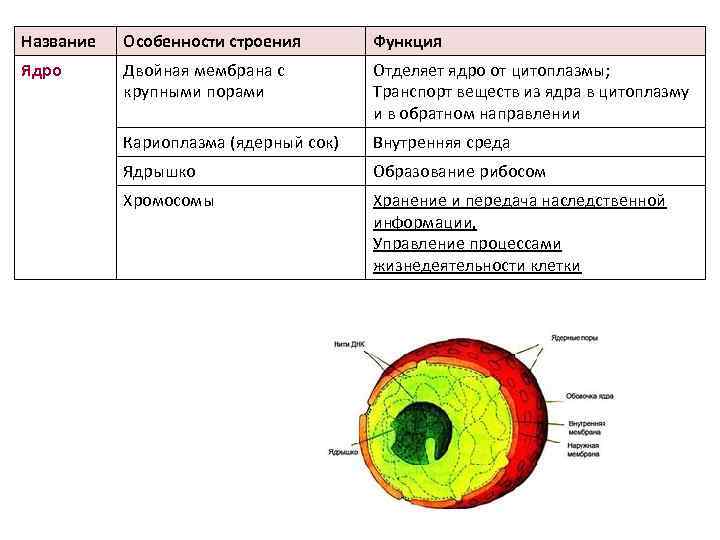 Строение и функции клетки эволюция клетки