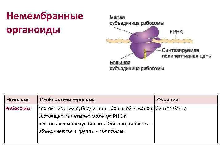 Немембранные органоиды Название Особенности строения Функция Рибосомы состоит из двух субъеди ниц большой и