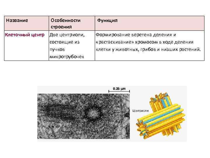 Название Особенности строения Клеточный центр Две центриоли, состоящие из пучков микротрубочек Функция Формирование веретена