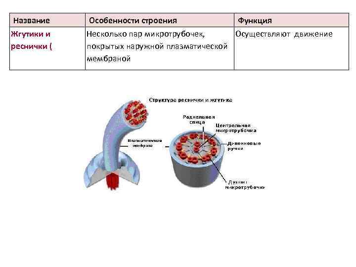 Название Особенности строения Функция Жгутики и реснички ( Несколько пар микротрубочек, Осуществляют движение покрытых