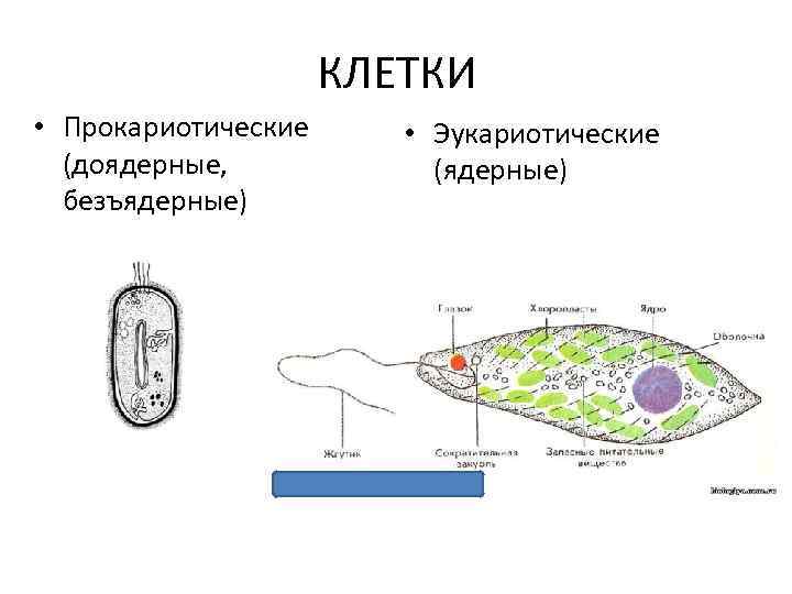 Клетка прокариотическая и эукариотическая рисунок