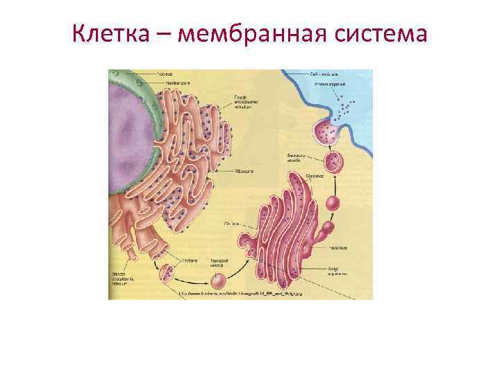 Клетка – мембранная система 