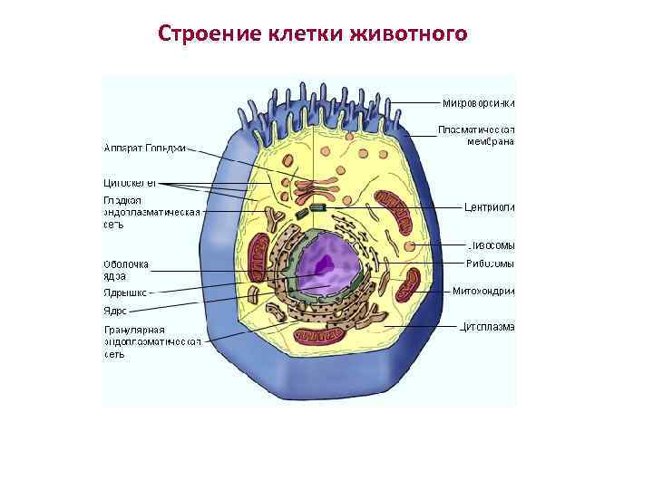 Строение клетки животного 