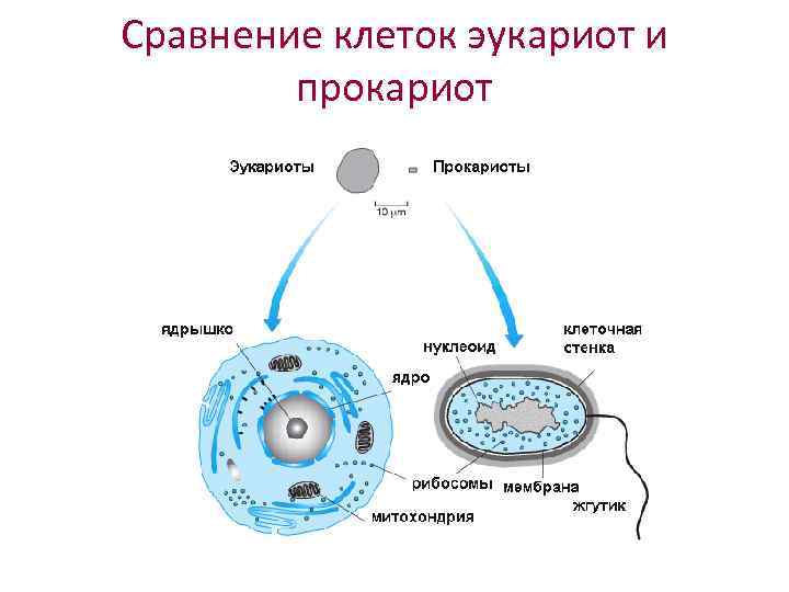 Сравнение клеток эукариот и прокариот 