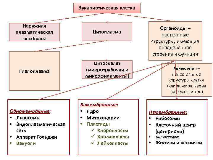 Эукариотическая клетка Наружная плазматическая мембрана Цитоплазма Гиалоплазма Цитоскелет (микротрубочки и микрофиламенты) Одномемранные: • Лизосомы