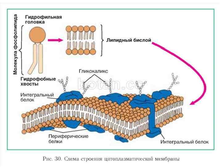 Название Особенности строения Функция Наружная плазматическая мембрана Билипидный слой (2 слоя фосфолипидов), в который