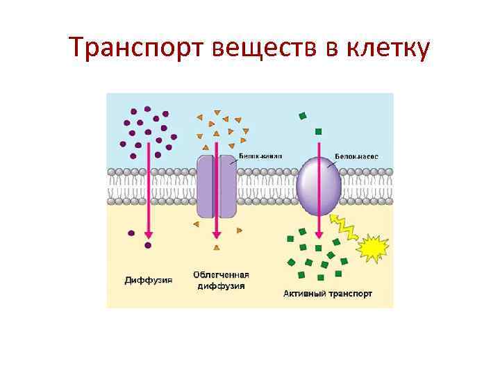 Транспорт веществ в клетку 