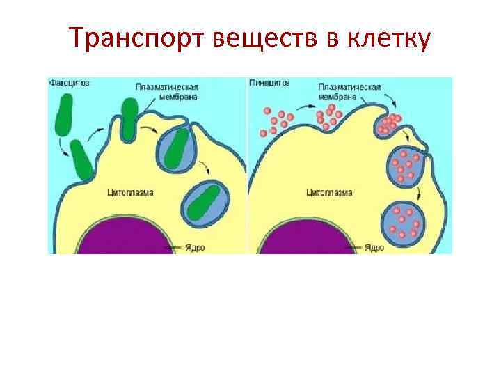 Транспорт веществ в клетку 