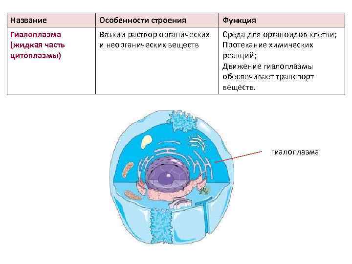 Название Особенности строения Функция Гиалоплазма (жидкая часть цитоплазмы) Вязкий раствор органических и неорганических веществ