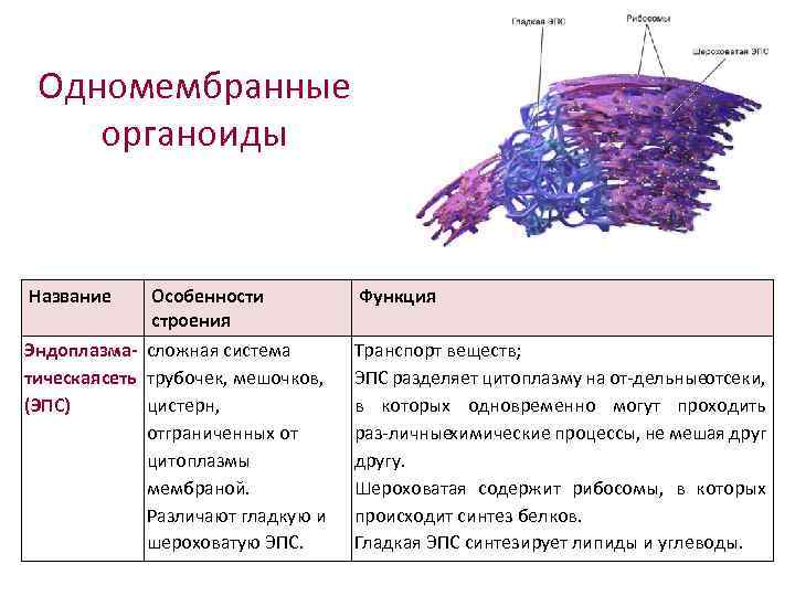 Одномембранные органоиды Название Особенности строения Эндоплазма- сложная система тическаясеть трубочек, мешочков, (ЭПС) цистерн, отграниченных