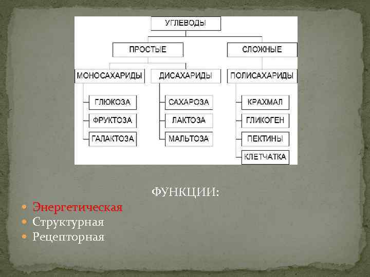  Энергетическая Структурная Рецепторная ФУНКЦИИ: 