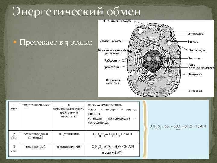 Энергетический обмен Протекает в 3 этапа: 