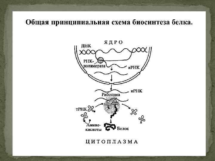 Биосинтез белка 