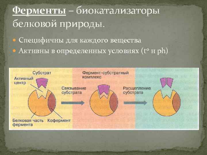 Ферменты – биокатализаторы белковой природы. Специфичны для каждого вещества Активны в определенных условиях (to