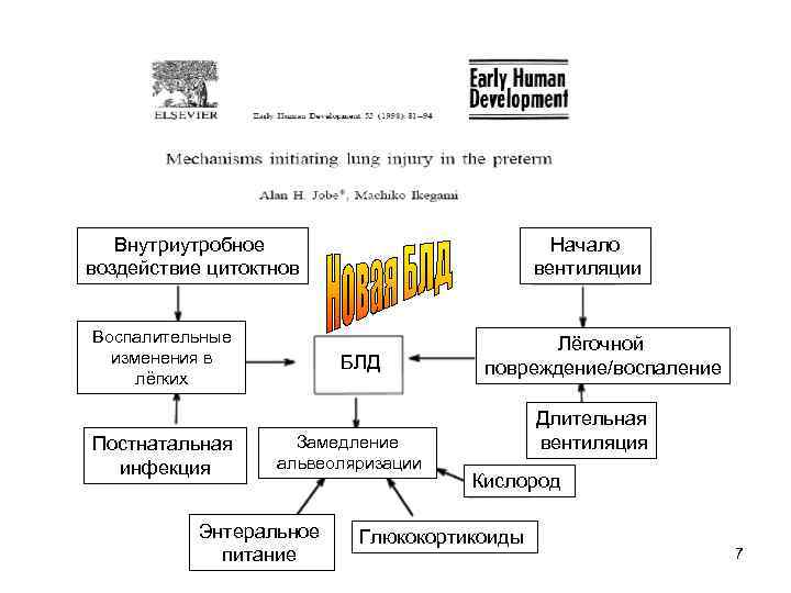 Внутриутробное воздействие цитоктнов Воспалительные изменения в лёгких Постнатальная инфекция Начало вентиляции БЛД Замедление альвеоляризации