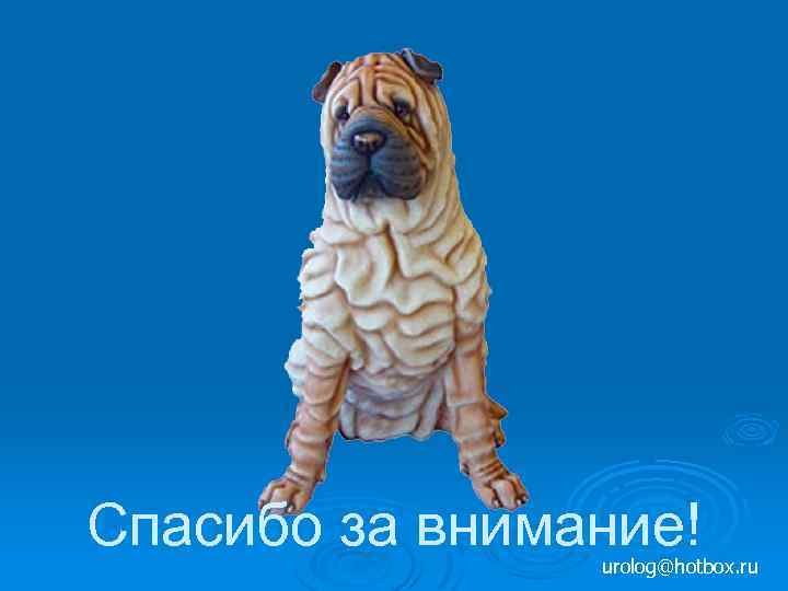 Спасибо за внимание! urolog@hotbox. ru 