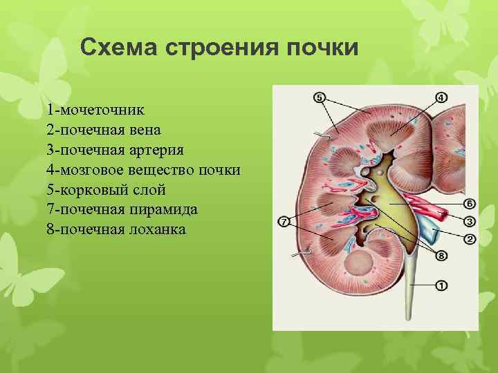 Схема строения почки 1 -мочеточник 2 -почечная вена 3 -почечная артерия 4 -мозговое вещество