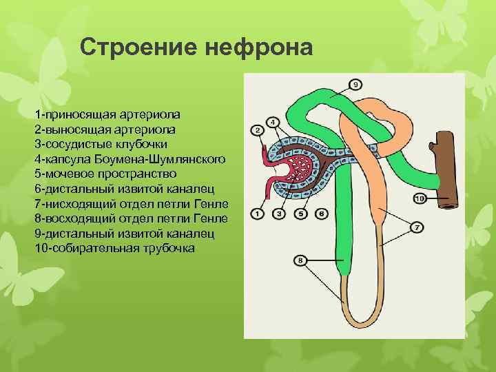 Строение нефрона 1 -приносящая артериола 2 -выносящая артериола 3 -сосудистые клубочки 4 -капсула Боумена-Шумлянского