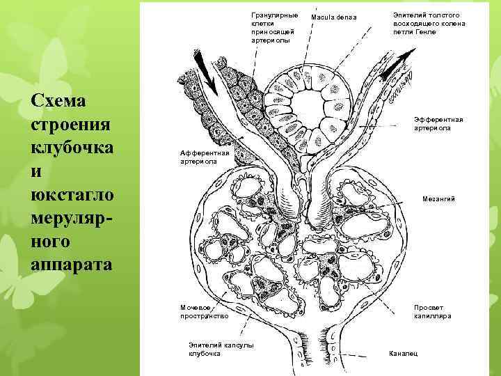 Гранулярные клетки приносящей артериолы Схема строения клубочка и юкстагло мерулярного аппарата Macula densa Эпителий