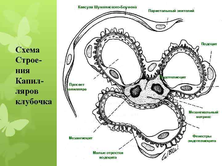 Капсула Шумлянского-Боумена Схема Строения Капилляров клубочка Париетальный эпителий Подоцит Эндотелиоцит Просвет капилляра Мезангиальный матрикс