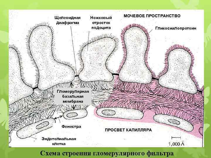 Щелевидная диафрагма Ножковый отросток подоцита МОЧЕВОЕ ПРОСТРАНСТВО Гликосиалопротеин Гломерулярная базальная мембрана Фенестра ПРОСВЕТ КАПИЛЛЯРА