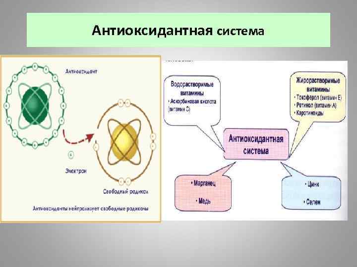 Антиоксидантная система 