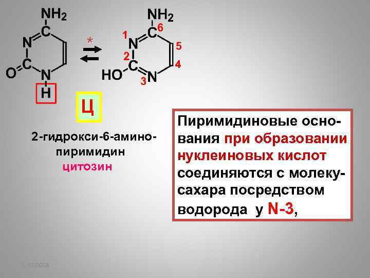 * Ц 2 -гидрокси-6 -амино пиримидин цитозин 2/17/2018 Пиримидиновые основания при образовании нуклеиновых кислот