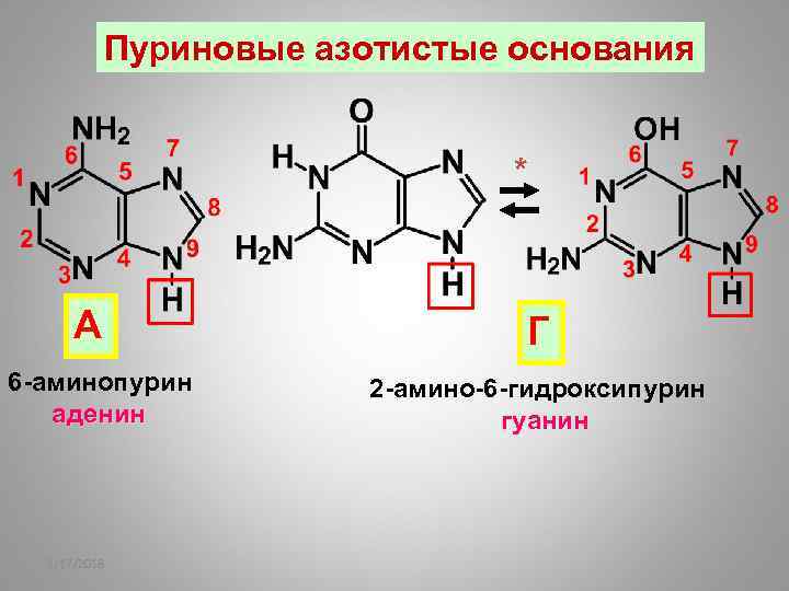 Пуриновые азотистые основания * А 6 -аминопурин аденин 2/17/2018 Г 2 -амино-6 -гидроксипурин гуанин