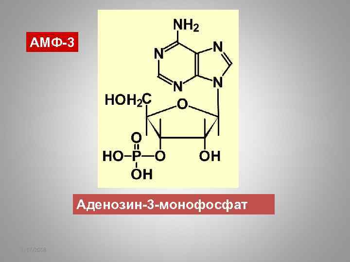 АМФ-3 Аденозин-3 -монофосфат 2/17/2018 