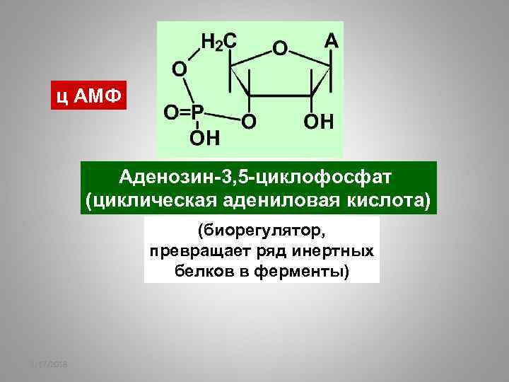 ц АМФ Аденозин-3, 5 -циклофосфат (циклическая адениловая кислота) (биорегулятор, превращает ряд инертных белков в