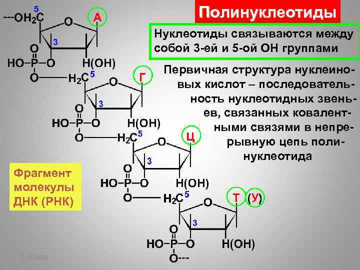 Полинуклеотиды Нуклеотиды связываются между собой 3 -ей и 5 -ой ОН группами Первичная структура