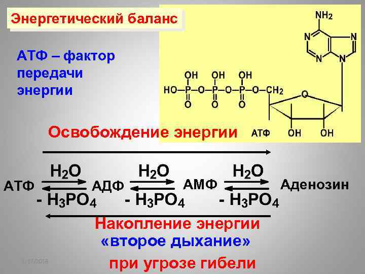 Энергетический баланс АТФ – фактор передачи энергии Освобождение энергии АТФ 2/17/2018 АДФ АМФ Накопление