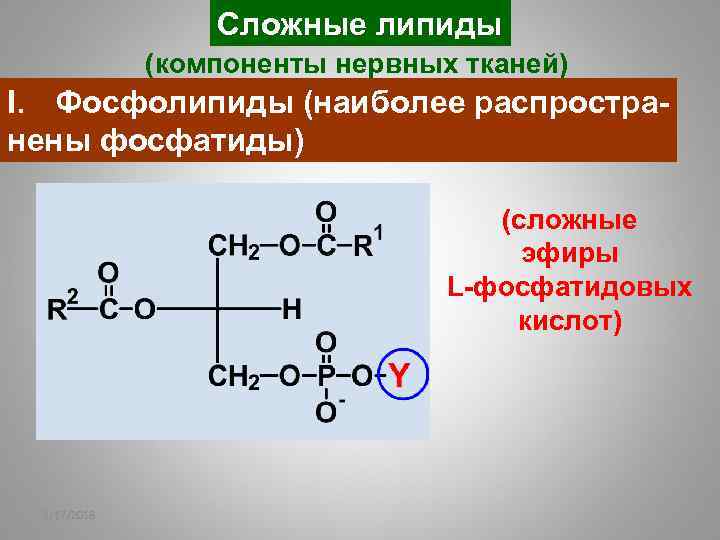 Сложные липиды (компоненты нервных тканей) I. Фосфолипиды (наиболее распространены фосфатиды) (сложные эфиры L-фосфатидовых кислот)