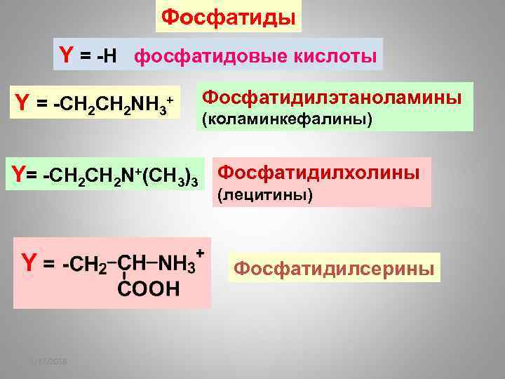 Фосфатиды Y = -H фосфатидовые кислоты Y = -CH 2 NH 3+ Фосфатидилэтаноламины (коламинкефалины)