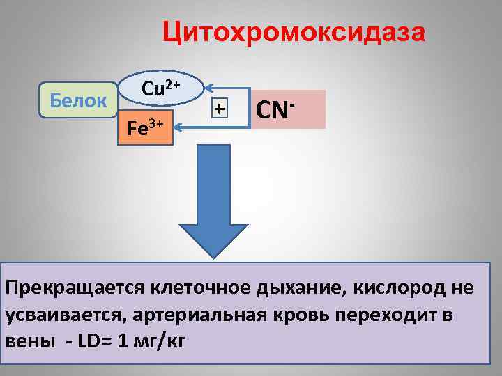 Цитохромоксидаза схема строения