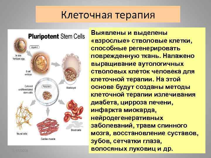 Клеточная терапия 2/17/2018 Выявлены и выделены «взрослые» стволовые клетки, способные регенерировать поврежденную ткань. Налажено